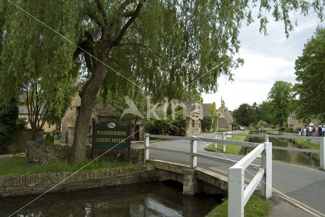 Willow (Salix)