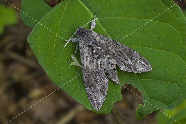 Windepijlstaart (Agrius convolvuli)