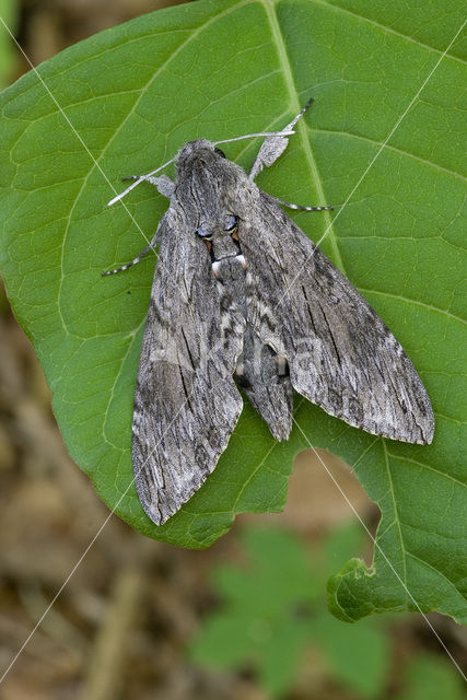 Windepijlstaart (Agrius convolvuli)