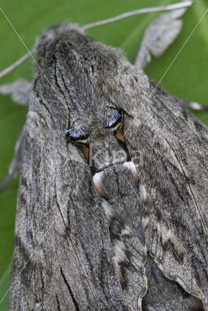 Windepijlstaart (Agrius convolvuli)