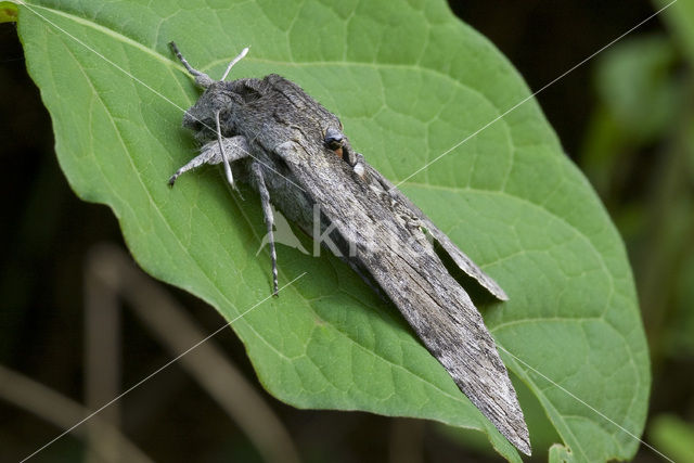 Windepijlstaart (Agrius convolvuli)