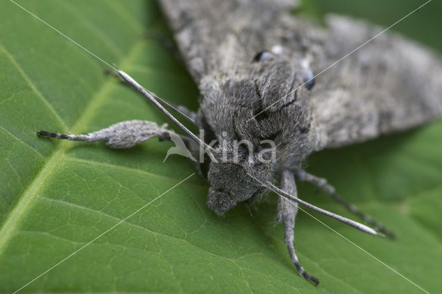 Windepijlstaart (Agrius convolvuli)