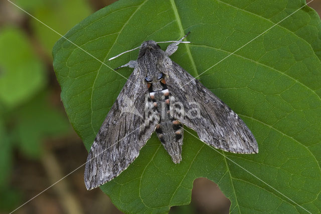 Windepijlstaart (Agrius convolvuli)