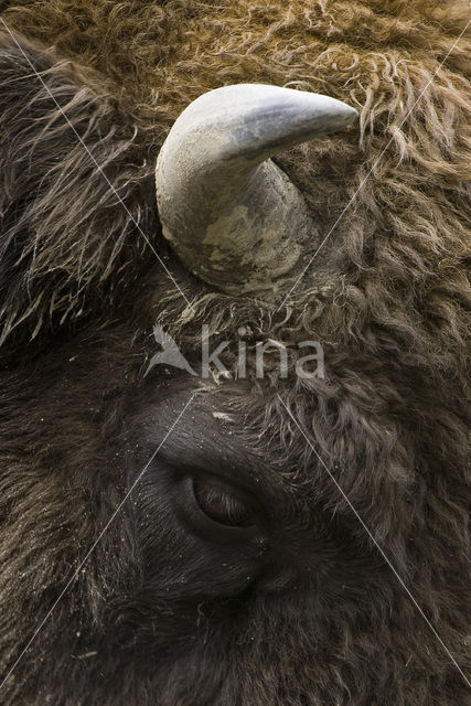 Wisent (Bison bonasus)