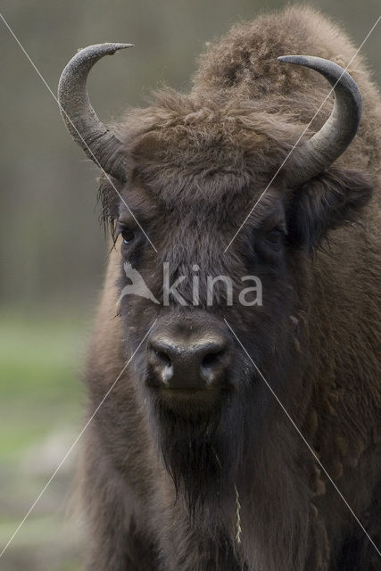 Wisent (Bison bonasus)