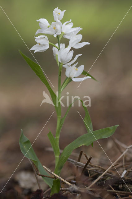 Wit bosvogeltje (Cephalanthera longifolia)