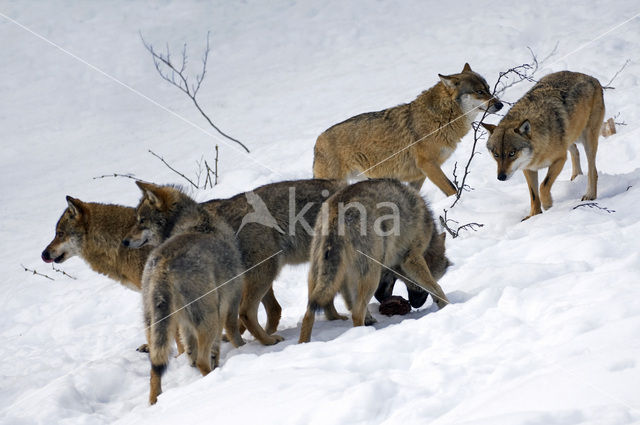 Grey Wolf (Canis lupus)