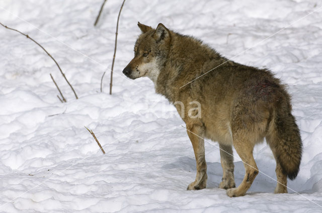 Grey Wolf (Canis lupus)