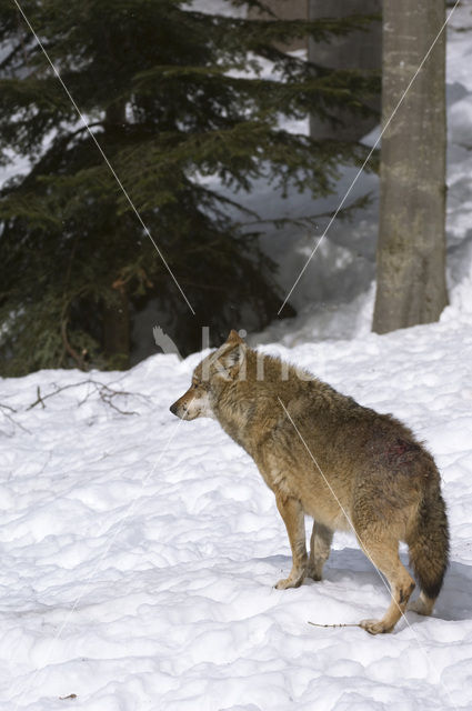 Grey Wolf (Canis lupus)