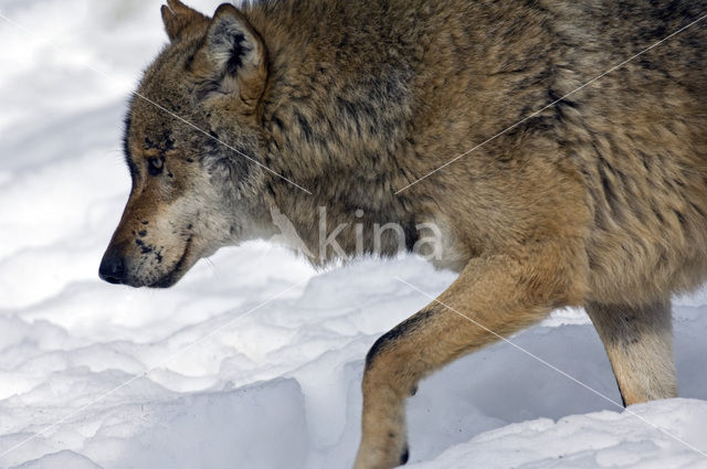 Grey Wolf (Canis lupus)