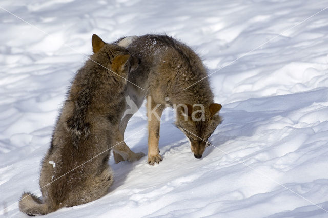 Grey Wolf (Canis lupus)