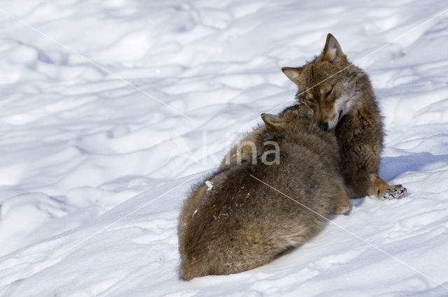 Grey Wolf (Canis lupus)