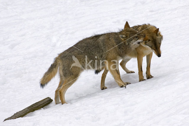 Grey Wolf (Canis lupus)