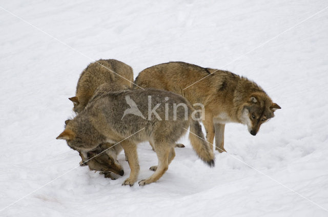 Grey Wolf (Canis lupus)