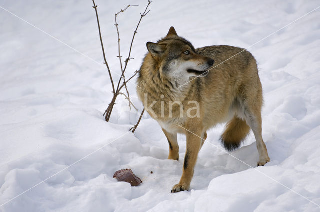 Grey Wolf (Canis lupus)