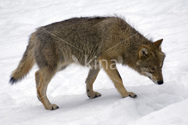 Grey Wolf (Canis lupus)