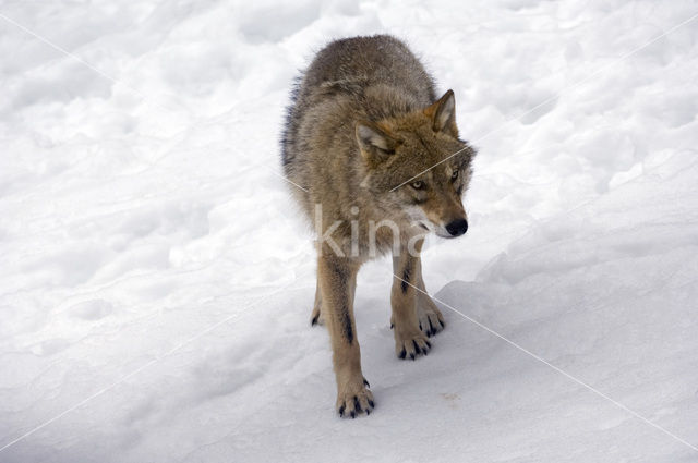 Grey Wolf (Canis lupus)