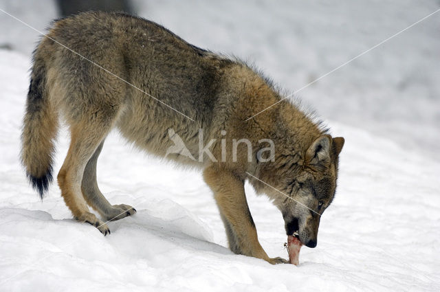 Grey Wolf (Canis lupus)