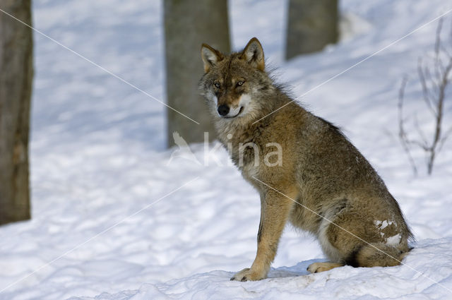 Grey Wolf (Canis lupus)