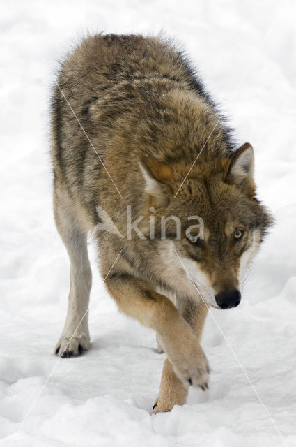 Grey Wolf (Canis lupus)