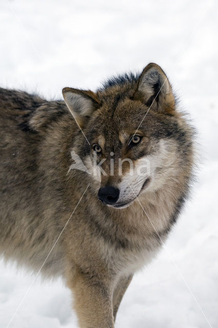 Grey Wolf (Canis lupus)