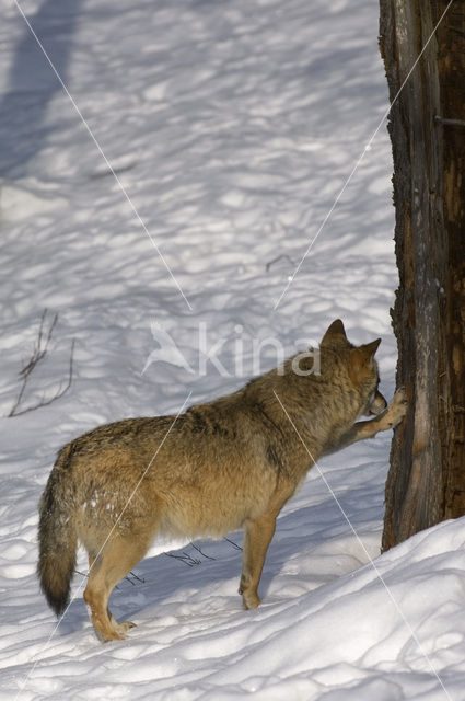 Grey Wolf (Canis lupus)