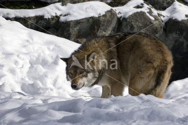 Grey Wolf (Canis lupus)