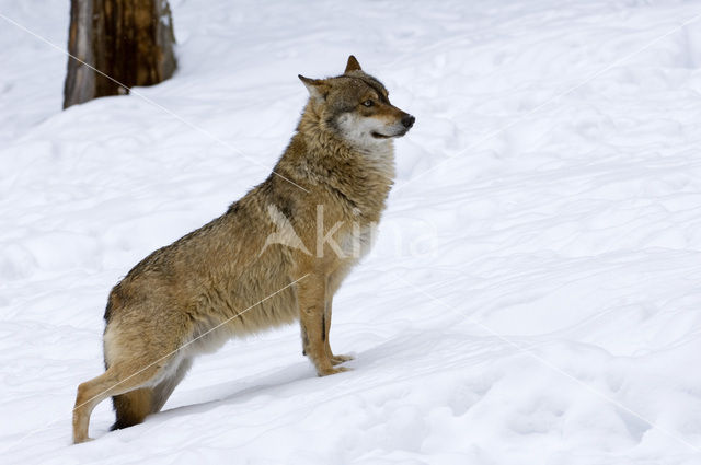 Grey Wolf (Canis lupus)