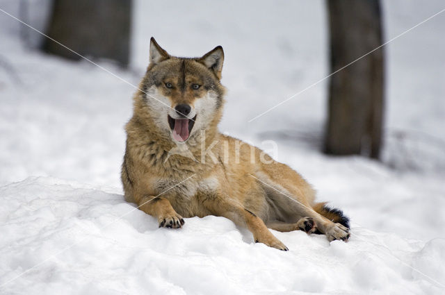 Grey Wolf (Canis lupus)