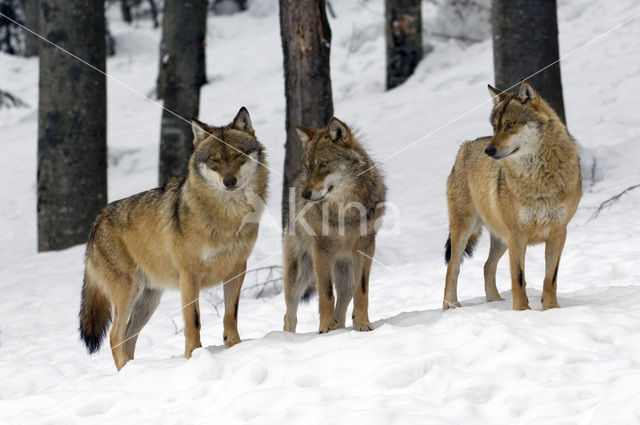 Grey Wolf (Canis lupus)