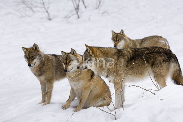 Grey Wolf (Canis lupus)