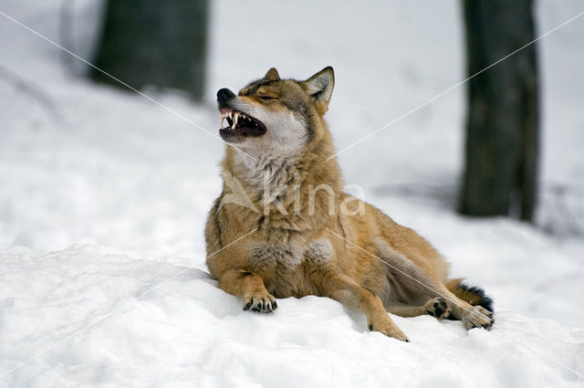 Grey Wolf (Canis lupus)