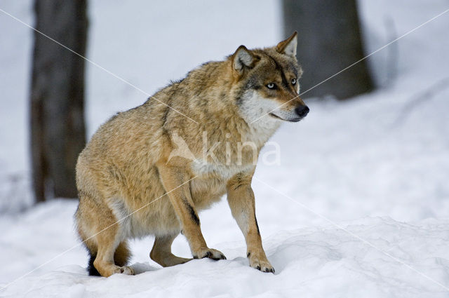 Grey Wolf (Canis lupus)