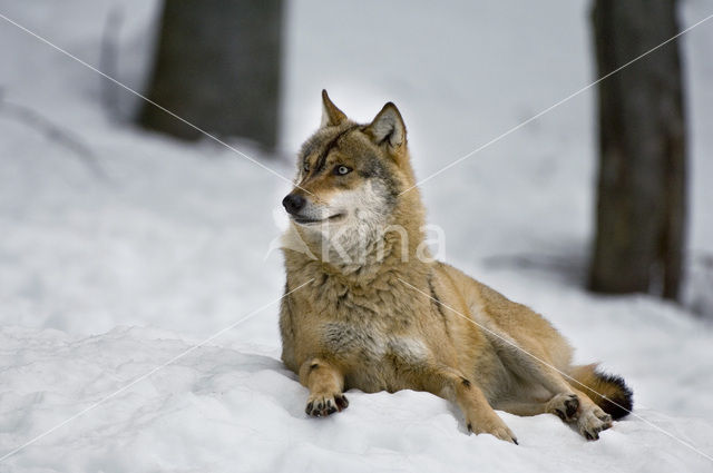 Grey Wolf (Canis lupus)