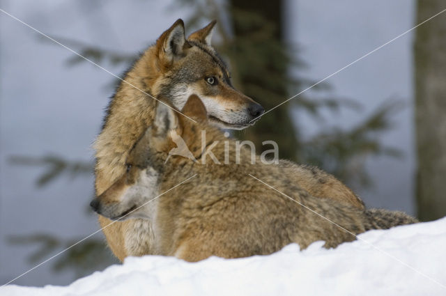 Grey Wolf (Canis lupus)