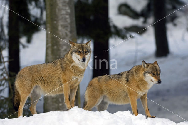 Grey Wolf (Canis lupus)