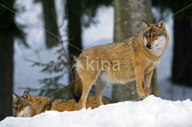 Grey Wolf (Canis lupus)