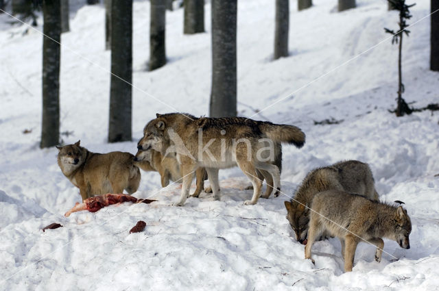 Grey Wolf (Canis lupus)