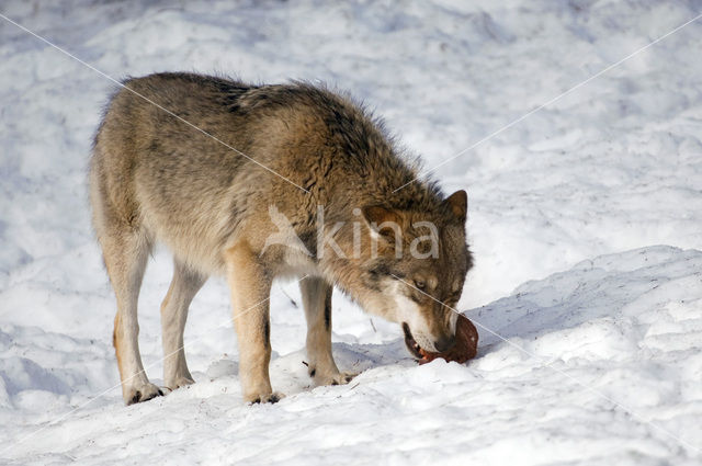 Grey Wolf (Canis lupus)