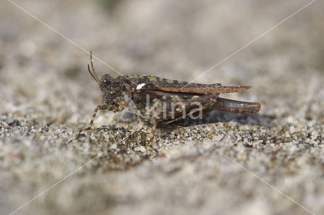 Zanddoorntje (Tetrix ceperoi)