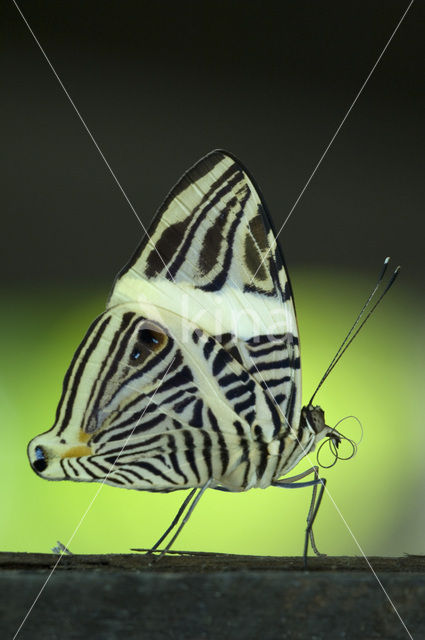 Zebravlinder (Colobura dirce)