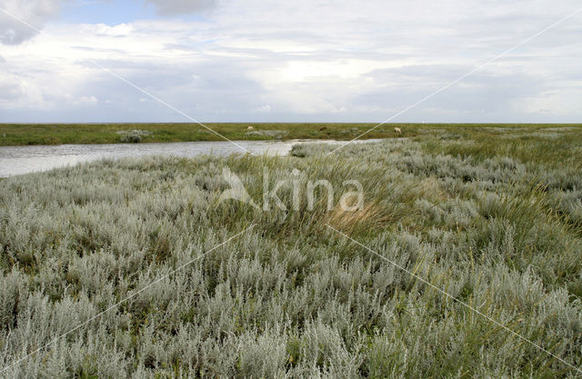 Zeealsem (Seriphidium maritimum)