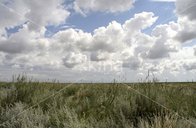 Zeealsem (Seriphidium maritimum)