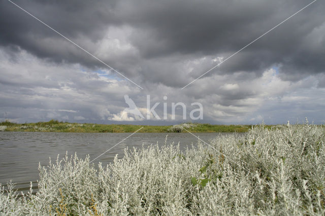 Zeealsem (Seriphidium maritimum)