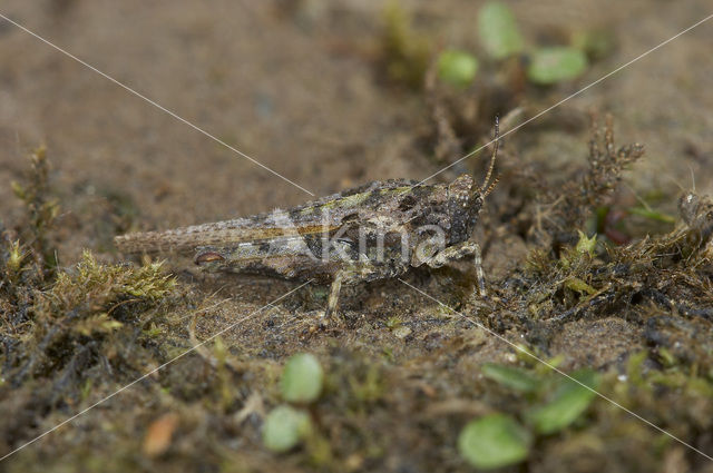 Zeggedoorntje (Tetrix subulata)