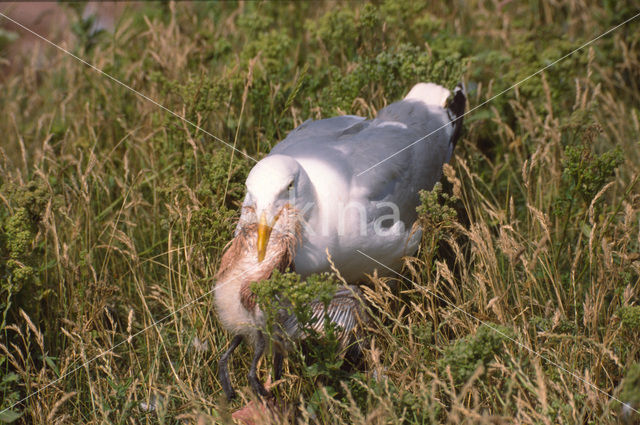 Zilvermeeuw (Larus argentatus)