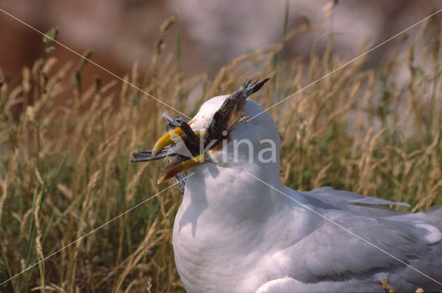 Zilvermeeuw (Larus argentatus)