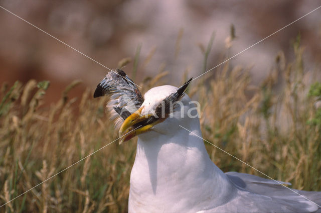 Zilvermeeuw (Larus argentatus)