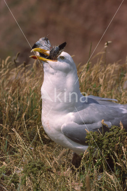 Zilvermeeuw (Larus argentatus)