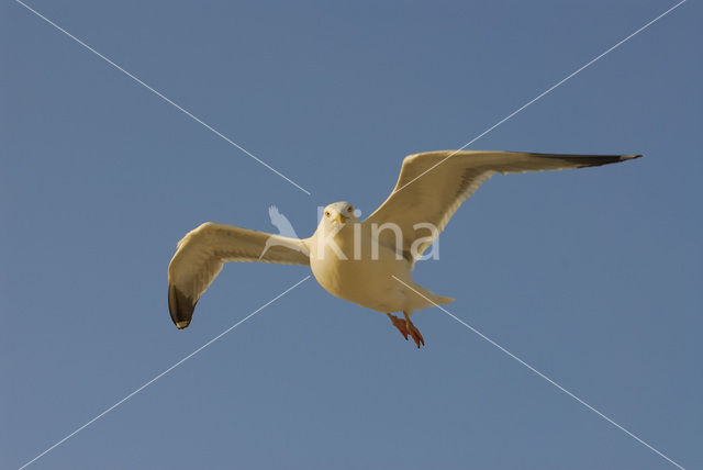 Zilvermeeuw (Larus argentatus)